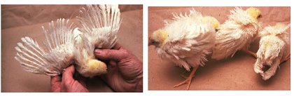 Illustration 2: Effect of deficiencies of either biotin (L) or thiamine (R). Photo: Leeson Illustration 2: Effect of deficiencies of either biotin (L) or thiamine (R). Photo: Leeson