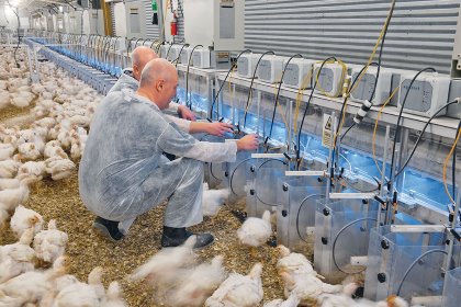 Aviagen has made considerable gains in improving the FCR in today's broilers. Photo: Aviagen Aviagen has made considerable gains in improving the FCR in today's broilers. Photo: Aviagen