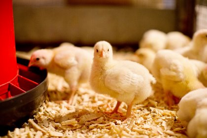 Photo: Danisco Animal Nutrition (IFF) Photo: Danisco Animal Nutrition (IFF)