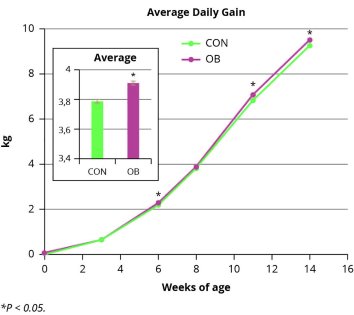 Benefits of olive bioactives in gut health Benefits of olive bioactives in gut health