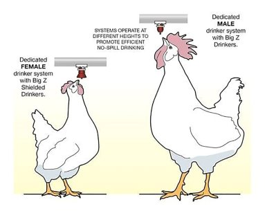 Drinker lines managed at two different heights (for males and females), each bird can drink at the optimal angle and without water spillage. Photo: Ziggity Systems Drinker lines managed at two different heights (for males and females), each bird can drink at the optimal angle and without water spillage. Photo: Ziggity Systems