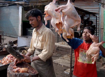 First estimates are that India’s poultry industry has been losing US$ 1.5 million a day due to lower prices since January. Photo: ANP, Manjunath Kiran First estimates are that India’s poultry industry has been losing US$ 1.5 million a day due to lower prices since January. Photo: ANP, Manjunath Kiran