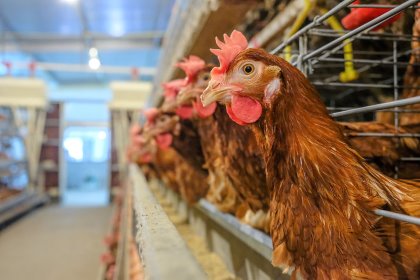 For a hen to uptake minerals effectively, she must have a healthy gut. Between 50 and 80% of the immune system functions in some way through the gut. Photo: Shutterstock For a hen to uptake minerals effectively, she must have a healthy gut. Between 50 and 80% of the immune system functions in some way through the gut. Photo: Shutterstock