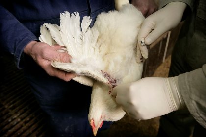 Farm-specific conditions and practices should be looked at for effective antibiotic reduction. Photo: Koos Groenewold Farm-specific conditions and practices should be looked at for effective antibiotic reduction. Photo: Koos Groenewold