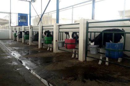 Fermented soybean meal improves growth performance and starter intake of Holstein calves. Photo: Rasoul Kowsar Fermented soybean meal improves growth performance and starter intake of Holstein calves. Photo: Rasoul Kowsar