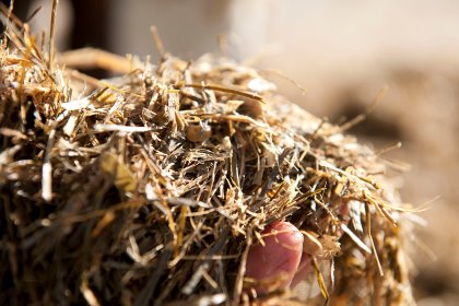 Chopped oat hay improves rumen fermentation and growth performance. Photo: Mark Pasveer Chopped oat hay improves rumen fermentation and growth performance. Photo: Mark Pasveer