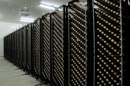Dedicate a specific area in the egg room to return and the eggs that were already treated. Photo: Aviagen Dedicate a specific area in the egg room to return and the eggs that were already treated. Photo: Aviagen