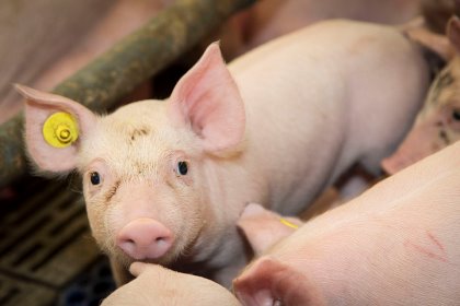 Lawsonia intracellularis though primarily recognised in pigs, is spreading to a wide range of mammals. Photo: Koos Groenewold Lawsonia intracellularis though primarily recognised in pigs, is spreading to a wide range of mammals. Photo: Koos Groenewold