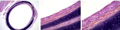 Score 0: No inflammatory lesions. Rare lymphocytes and plasmocytes. No congestion. Score 0: No inflammatory lesions. Rare lymphocytes and plasmocytes. No congestion.