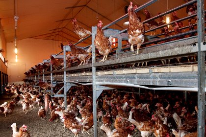 Although they allow hens to express their entire behavioural repertoire, cage-free systems present specific challenges for egg producers. Photo: Ronald Hissink Although they allow hens to express their entire behavioural repertoire, cage-free systems present specific challenges for egg producers. Photo: Ronald Hissink