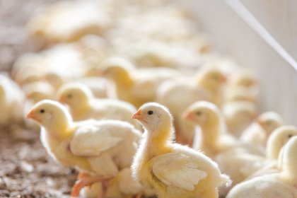 A good start in rearing can build a healthy GIT system and microbiome. Photo: Cobb-Vantress A good start in rearing can build a healthy GIT system and microbiome. Photo: Cobb-Vantress