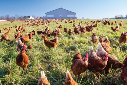 “We practice regenerative farming…Our fundamental thesis and research has been focused on the 5 chicken behaviours…and what chickens are hardwired to do,” says John Brunnquell, CE of Blue Sky Family Farms. Photo: Egg Innovations “We practice regenerative farming…Our fundamental thesis and research has been focused on the 5 chicken behaviours…and what chickens are hardwired to do,” says John Brunnquell, CE of Blue Sky Family Farms. Photo: Egg Innovations