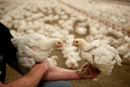 Poor uniformity will, inevitably, be widespread, and so tools to address unexpected issues are valuable. Photo: Mark Pasveer Poor uniformity will, inevitably, be widespread, and so tools to address unexpected issues are valuable. Photo: Mark Pasveer