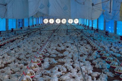 Vaccination against Gumboro disease can be done in live birds or through in ovo vaccination. Photo: Ceva Vaccination against Gumboro disease can be done in live birds or through in ovo vaccination. Photo: Ceva