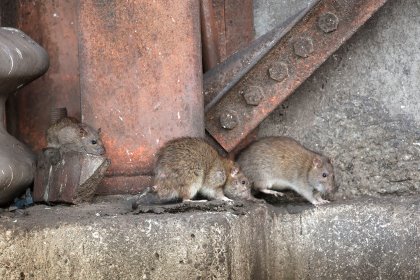 The lifespan of the most common mouse is 9-12 months. It becomes sexually mature in 6 weeks, and each mouse has about 3-6 offspring per cycle with a maximum of 10 cycles per year. Photo: ANP The lifespan of the most common mouse is 9-12 months. It becomes sexually mature in 6 weeks, and each mouse has about 3-6 offspring per cycle with a maximum of 10 cycles per year. Photo: ANP