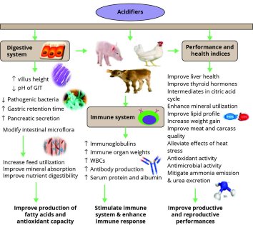 How acidifiers improve gut health in pigs How acidifiers improve gut health in pigs