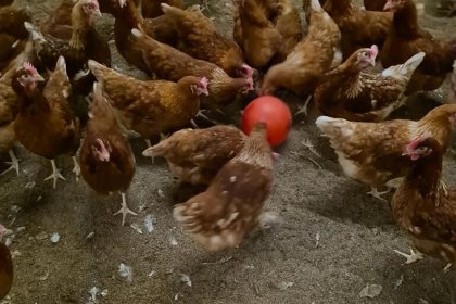 “I’ve also bought 40 plastic inflatable footballs to put in the sheds for the birds to play with. Interestingly, they seem to like the red ones but are not so keen on the green, yellow and blue ones.” says Crawley. Photo: Phill Crawley “I’ve also bought 40 plastic inflatable footballs to put in the sheds for the birds to play with. Interestingly, they seem to like the red ones but are not so keen on the green, yellow and blue ones.” says Crawley. Photo: Phill Crawley