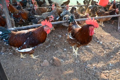 The Boschveld chicken has distinctive red and brown colours with white feathers in between. Photo: Chris McCullough The Boschveld chicken has distinctive red and brown colours with white feathers in between. Photo: Chris McCullough