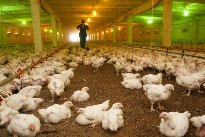 Ukraine reported nine Avian Influenza outbreaks at the end of 2016. Export restrictions had large economic implications, but major production areas weren't affected. Photo: Кирилл Брага Ukraine reported nine Avian Influenza outbreaks at the end of 2016. Export restrictions had large economic implications, but major production areas weren't affected. Photo: Кирилл Брага