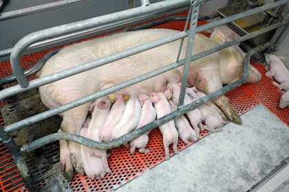 Fibre is especially important in the farrowing period and shortly before that. Birth will take place faster when the sows have enough energy. Fibre also assists in getting the milk flowing. Photo: Ruud Ploeg Fibre is especially important in the farrowing period and shortly before that. Birth will take place faster when the sows have enough energy. Fibre also assists in getting the milk flowing. Photo: Ruud Ploeg