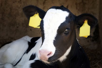 Lower GI-tract plays an important role in calf development, the rumen is not fully developed and most if its first nutrients comes from colostrum. Photo: Anton Havelaar Lower GI-tract plays an important role in calf development, the rumen is not fully developed and most if its first nutrients comes from colostrum. Photo: Anton Havelaar