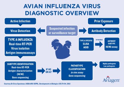 Biosecurity and surveillance in times of avian influenza Biosecurity and surveillance in times of avian influenza