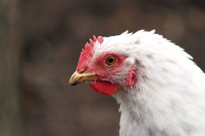 Continental Foods is ready to further its commitment to higher chicken welfare. Photo: Shutterstock Continental Foods is ready to further its commitment to higher chicken welfare. Photo: Shutterstock