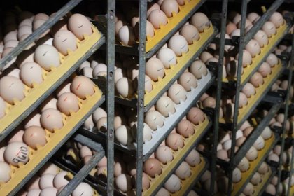 There are a lot of steps that must be evaluated and changed in antibiotic-free poultry production. The industry has been doing a lot of these steps for many years, but now we’ve had to become even more diligent and detailed in how we do them. Photo: Cobb There are a lot of steps that must be evaluated and changed in antibiotic-free poultry production. The industry has been doing a lot of these steps for many years, but now we’ve had to become even more diligent and detailed in how we do them. Photo: Cobb