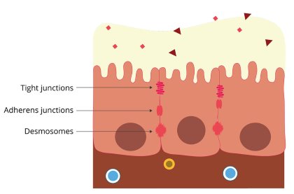 What poultry producers should know about endotoxins What poultry producers should know about endotoxins
