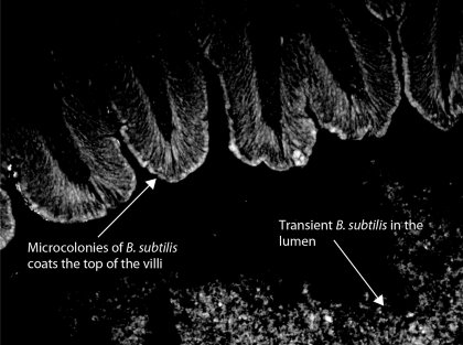 Preventing pathogens using Bacillus-based probiotics Preventing pathogens using Bacillus-based probiotics