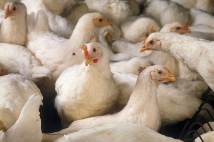 According to the report, 2 Sisters Food still needs to provide more details and clarity on its animal welfare policies and on how its senior management oversees their implementation. Photo: Rex/Shutterstock According to the report, 2 Sisters Food still needs to provide more details and clarity on its animal welfare policies and on how its senior management oversees their implementation. Photo: Rex/Shutterstock