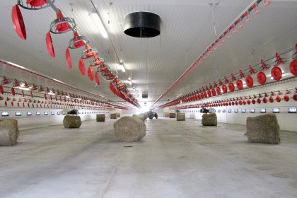 When exports collapsed, meat was put into freezers but soon they ran out of space and broiler production had to be curtailed. Photo: Vladislav Vorotnikov When exports collapsed, meat was put into freezers but soon they ran out of space and broiler production had to be curtailed. Photo: Vladislav Vorotnikov