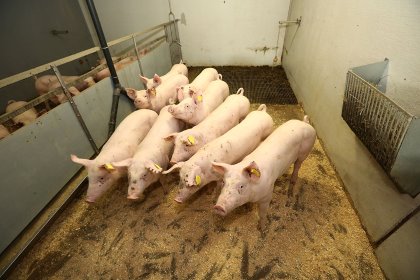 After weaning, the litters stay together as much as possible. Photo: Henk Riswick After weaning, the litters stay together as much as possible. Photo: Henk Riswick