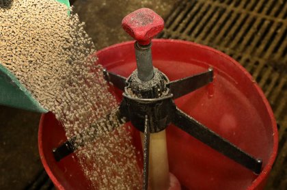 Keeping pigs salmonella-free requires strict entry controls on the feed. Photo: Henk Riswick Keeping pigs salmonella-free requires strict entry controls on the feed. Photo: Henk Riswick
