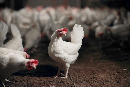 Enviva Provalen Plus is a 5-strain Bacillus probiotic feed additive. Photo: IFF Enviva Provalen Plus is a 5-strain Bacillus probiotic feed additive. Photo: IFF