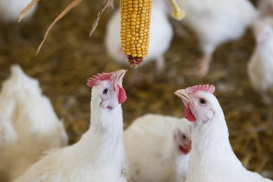 Marks & Spencer to switch to slower-growing broilers. Photo:  Alexander Caminada