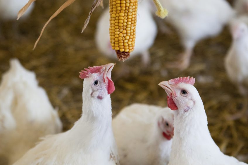 Marks & Spencer to switch to slower-growing broilers. Photo:  Alexander Caminada