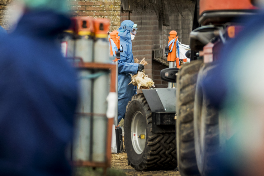 Mass avian influenza bird cullings in Europe. Photo: ANP / Remko De Waal