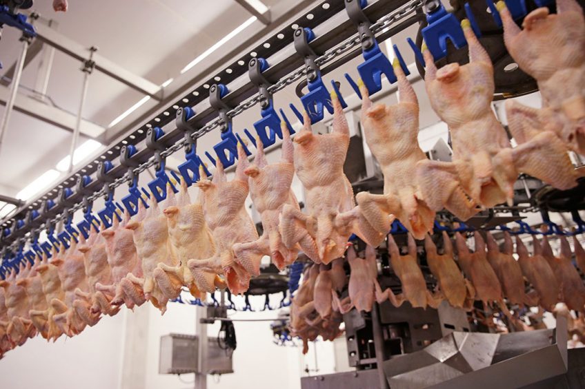 The new Mercosur trade agreement will cost European poultry producers about 6 million birds a week that they can no longer produce for the domestic market. Photo: Michel Zoeter