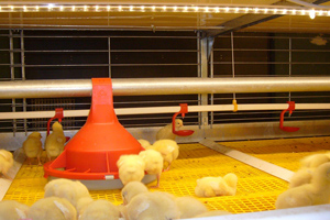 Broiler production conference well attended at VIV Asia