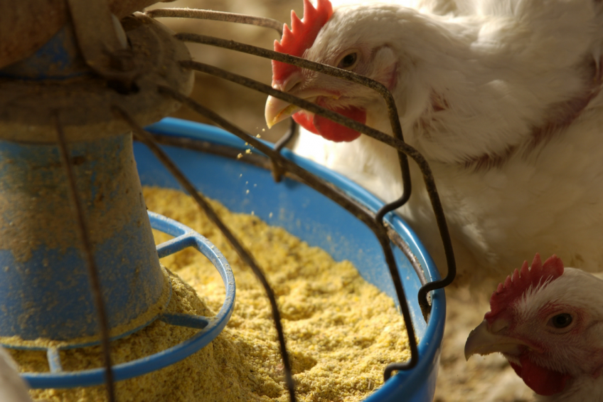 Cargill launches new breeder additive at IPPE
