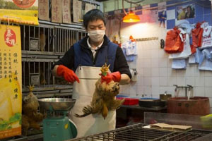 China to suspend live poultry markets as a precaution