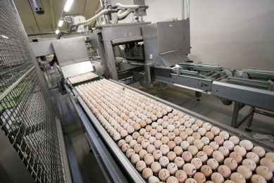The need to disinfect fertile eggs existed already in 1908 when fumigation with formaldehyde was used to control microbial contamination. Photo: Koos Groenewold
