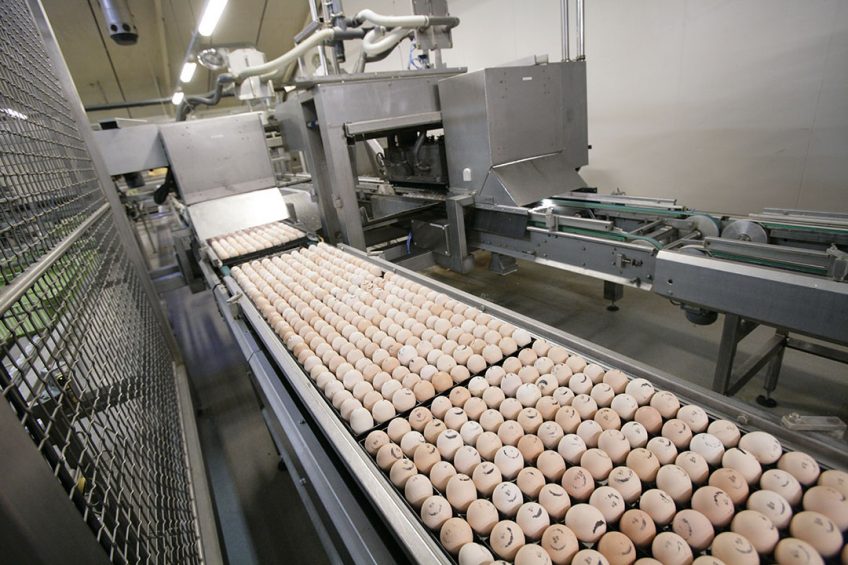 The need to disinfect fertile eggs existed already in 1908 when fumigation with formaldehyde was used to control microbial contamination. Photo: Koos Groenewold