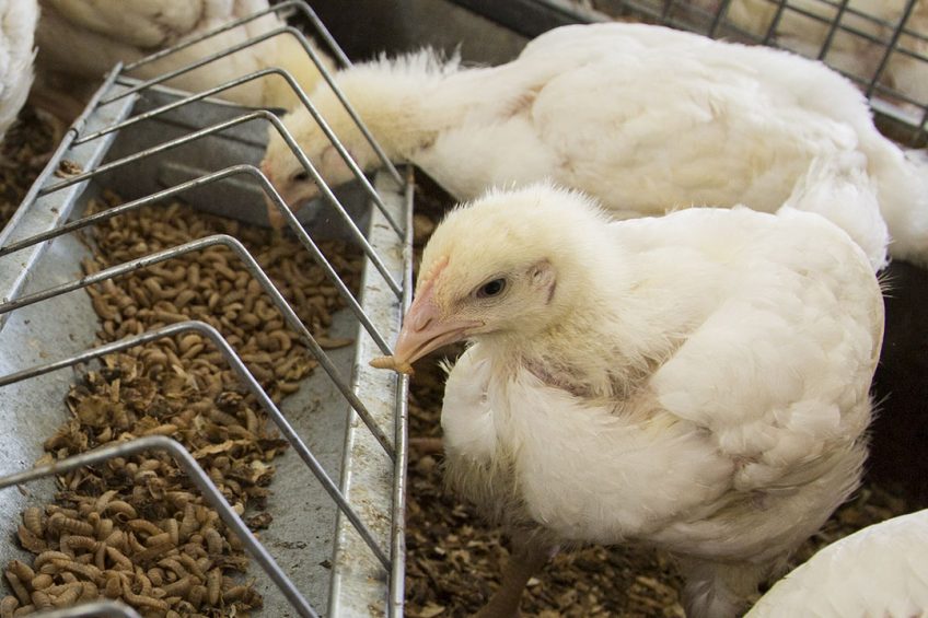 Due to current EU legislation only live insects can be fed to production animals. However, it is not unlikely that this legislation will change in the future. Photo: Koos Groenewold