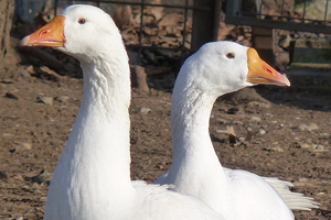 Large geese farms proposed in Moldova/Russia