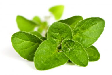 Selected phytogenic blend as alternative for AGPs. Photo: Dreamstime