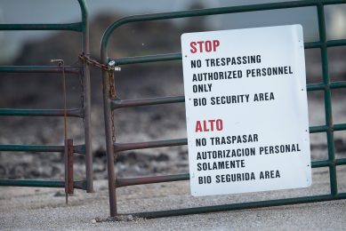 Avian influenza hits US breeder flock. Photo:  Scott Olson/Getty
