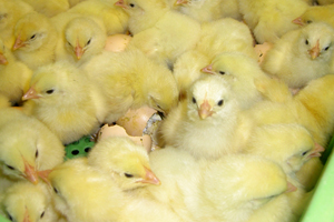 Jamesway and Aviagen host first joint hatchery seminar