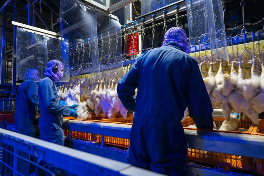 Cramped conditions in some plants as well as in employees  homes, spurred by the UK s drive for cheaply produced foods could be the reason for the rise in Covid infection rates. Photo: Ruud Ploeg
